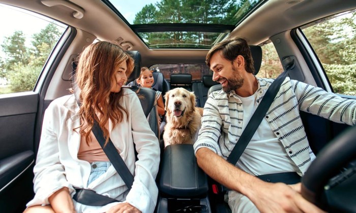 Road trip holidays with pets